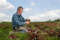 Farm worker harvesting beetroots by hand — Stock Photo