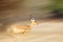 Impala ram або Aepyceros melampus, що працює в національному парку Ману, Зімбабве, Африка — стокове фото