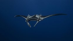 Вид Manta Ray под водой — стоковое фото
