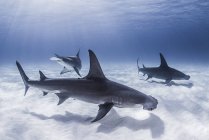 Group of Hammerhead Sharks swimming under water — Stock Photo