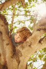 Jeune garçon au sommet d'un arbre — Photo de stock