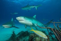 Vista submarina de tiburones tigre nadadores - foto de stock