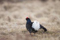 Male black grouse displaying white plumage at a lek — Stock Photo