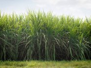 Sugar Cane plant crop, field landscape — Stock Photo