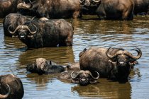 Manada de búfalos de capa en agua del abrevadero - foto de stock