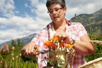 Frau schneidet Blumen im Garten — Stockfoto