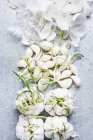 Peeled fresh garlic on concrete kitchen counter — Stock Photo