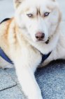 Husky cane sdraiato su asfalto, da vicino — Foto stock