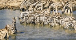 Zèbres buvant dans la rivière dans le parc national d'etosha, Namibie — Photo de stock