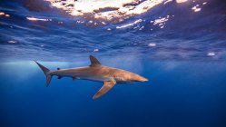 Requin soyeux nageant sous l'eau — Photo de stock