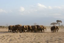 Elefantes africanos en el Parque Nacional Amboseli, Kenia, África - foto de stock
