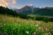 Wiese mit Wildblumen, mazeri village, svaneti, georgia — Stockfoto