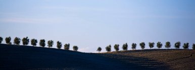 Árvores no campo de Valle D 'Orcia — Fotografia de Stock