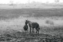 Гиена, несущая живот мертвого бегемота, Ботсвана — стоковое фото