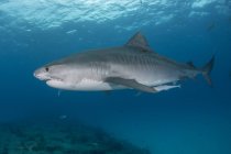 Вид збоку на тигрову акулу, що плаває під водою — стокове фото