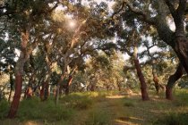 Stripped cork trees in rural forest — Stock Photo