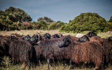 Ovini al pascolo in campo, Arbus, Sardegna, Italia — Foto stock