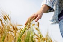 Рука жінки пестить пшеничне поле, обрізаний постріл — стокове фото