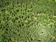 Grüne Waldlandschaft — Stockfoto