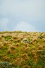 Green hill with tall grass and blue cloudy sky on background — Stock Photo