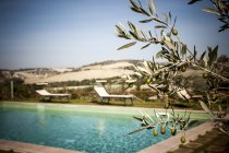Olive tree and pool — Stock Photo