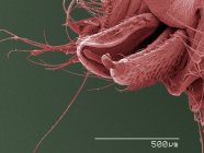Coloured scanning electron micrograph of louse fly mouthparts — Stock Photo