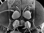 Micrographie électronique à balayage de la mouche des fruits — Photo de stock