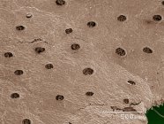 Micrographie électronique à balayage coloré de la feuille d'hépatique — Photo de stock