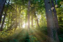 Sol brillando a través de los árboles - foto de stock