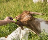 Cropped image of man feeding goat with apple — Stock Photo