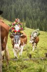 Cows wearing headdresses — Stock Photo