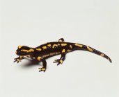 Nero e giallo Fire Salamander, ripresa in studio — Foto stock