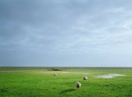 Ovejas pastando sobre hierba verde en pastos rurales - foto de stock