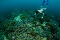 Buceador nadando en arrecife de coral - foto de stock