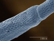 Цветной сканирующий электронный микрограф антенны цикады — стоковое фото