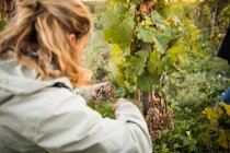 Frau schneidet Trauben von Weinstock im Weinberg — Stockfoto