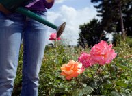 Обрезанное изображение садовника, поливающего розы лейкой — стоковое фото