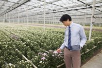 Hombre mirando filas de plantas en invernadero - foto de stock