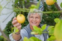 Donna anziana raccogliendo frutta all'aperto — Foto stock