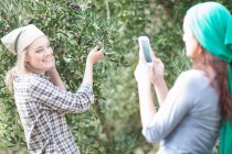 Mulher tirando foto de amigo no olival — Fotografia de Stock
