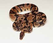 Close-up retrato de python real isolado sobre fundo branco — Fotografia de Stock
