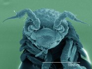Coloured scanning electron micrograph of isopod, front view — Stock Photo