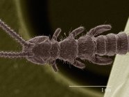 Micrografia eletrônica de varredura de japygidae, conceito de sem — Fotografia de Stock