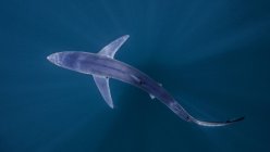 Vista del tiburón nadando bajo el agua - foto de stock