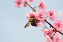 Пчела питается цветами — стоковое фото