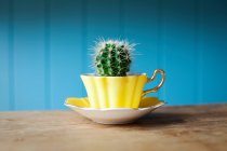 Cacto crescendo em xícara de chá — Fotografia de Stock