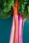 Close-up view of rhubarb stalks — Stock Photo