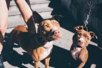 Portrait of two pit bull terriers on urban stairwell — Stock Photo