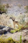 Вид на койота, стоящего в Долине Смерти — стоковое фото