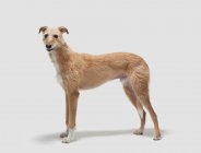 Lurcher dog standing and looking away with open mouth — Stock Photo